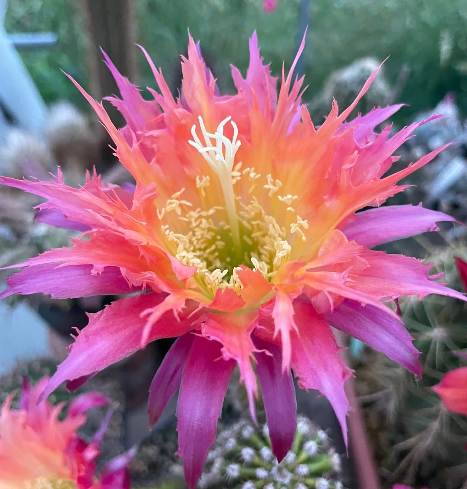 ECHINOPSIS